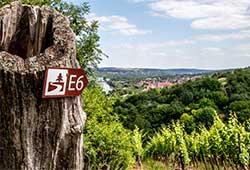 wanderwege lebensbaum